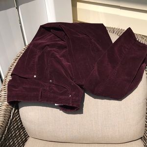 burgundy velvet boot cut pant